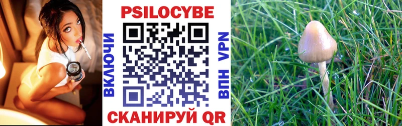 Купить где  Торопец  Псилоцибиновые грибы Cubensis 